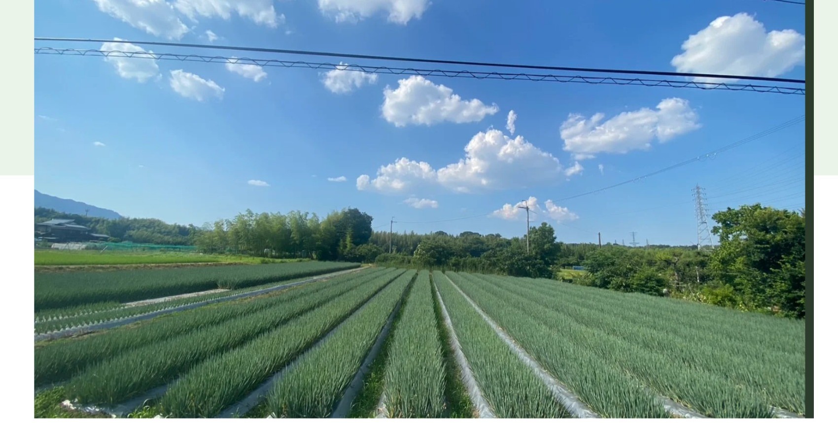 タケノコを育む京都の竹林